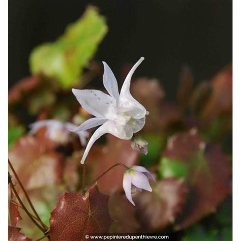 Epimedium Pauciflorum Couvre Sol Ombre L Ger P Pini Re Du