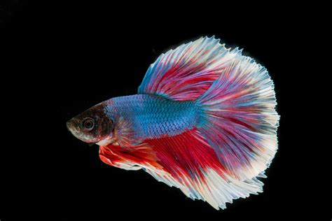 Blue Red And White Fighting Siamese Fish Hd Wallpaper Wallpaper Flare