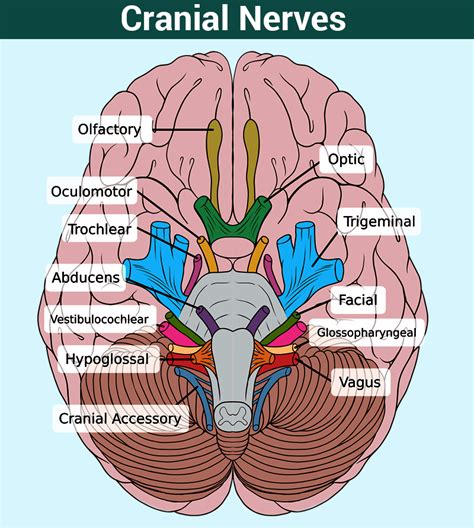 Cranial Nerves And Arteries