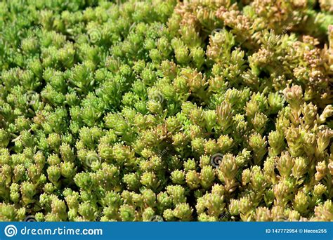 Background Texture Made Of Densely Planted Sedum Or