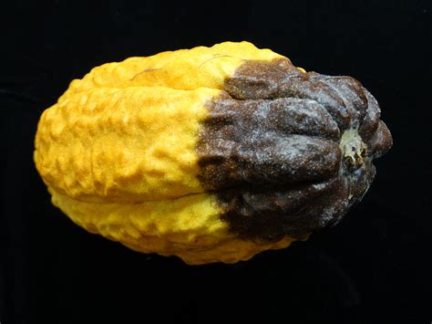 Cacao Theobroma Cacao Black Pod Rot Pathogen Phytophth Flickr