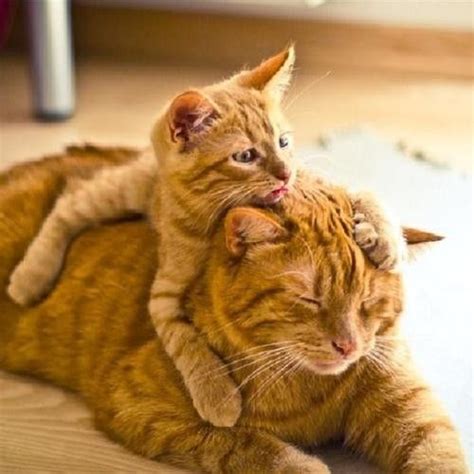 Kittens Cats And Kittens And Cats On Pinterest