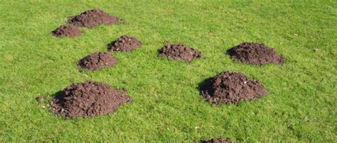 4 Hazards Of Having Gophers On Your Property