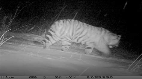 Wild Siberian Tiger Caught On Camera In Ne China Forest Youtube