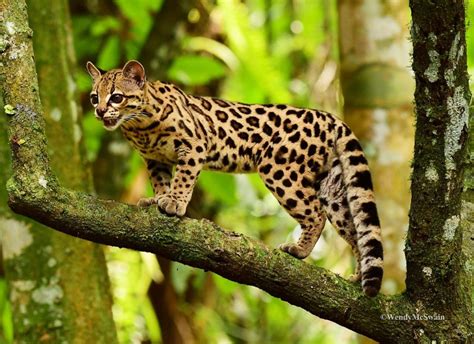 30 Amazing Rainforest Animals Most Of Them Is Endangered