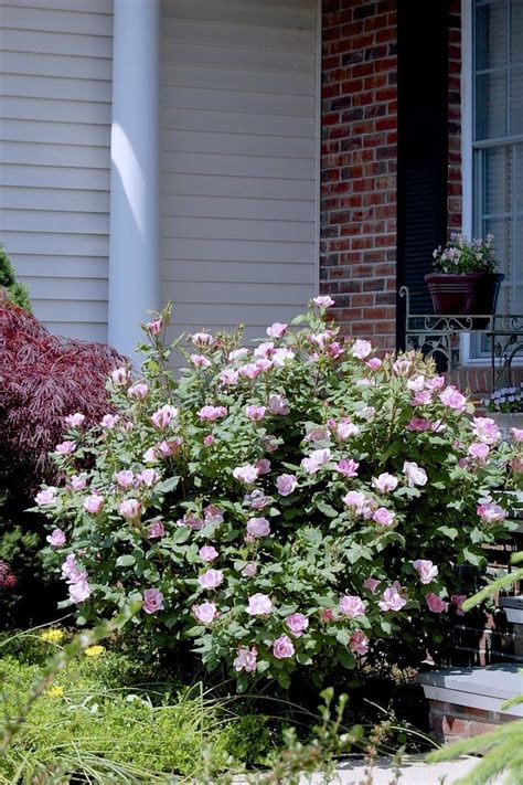 But if a fungus like black spot takes besides article about popular topic like best fungicide for knockout roses, do you provide any. Pin on Rosa : rose