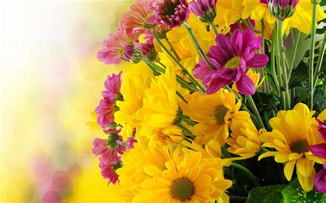 Pink And Yellow Flowers Wallpapers Top Free Pink And Yellow Flowers