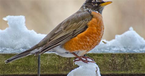 Urban Wildlife Guide Winter Robin