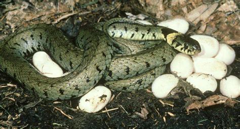 ¿cuántos Huevos Ponen Las Serpientes