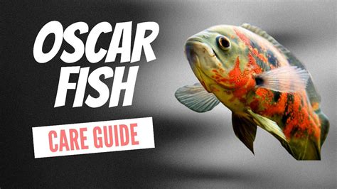 Oscar Fish Care Guide Youtube