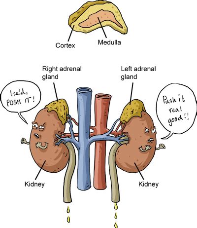 Biology The Endocrine System - Shmoop Biology