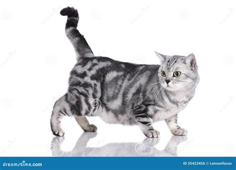 British Shorthair Cat Adult Stock Photo Image Of Anxious Adult 35423456
