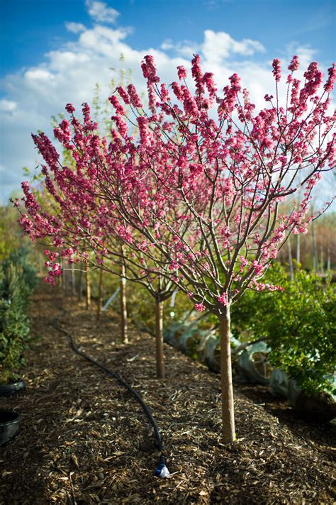Try your hand at dwarfing a tree. CRABAPPLE CORALBURST DWARF FLOWERIN For Sale in Boulder ...