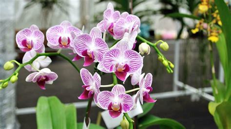 Growing Orchids Indoors The Right Way
