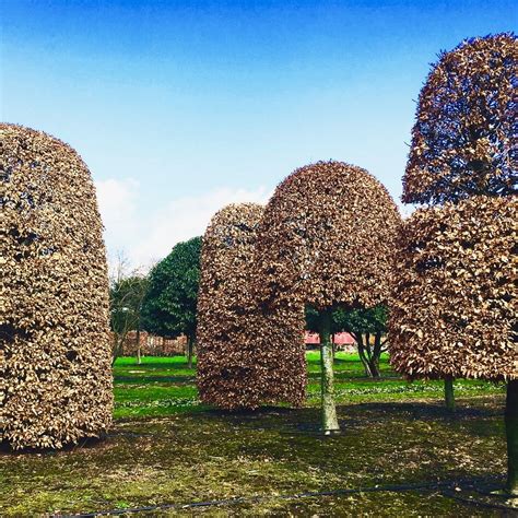 Beech Topiary Jo Alderson Phillips