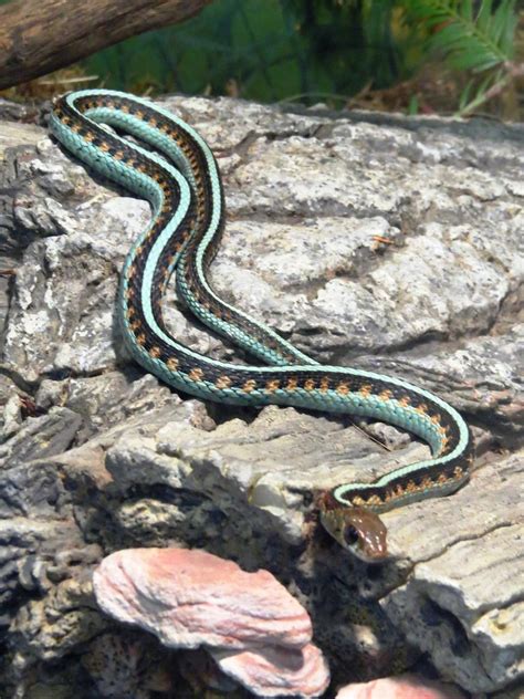 Learning how to feed your snake is an important factor in giving it a life of quality. Garter snake | Garter snakes are seen all over North ...