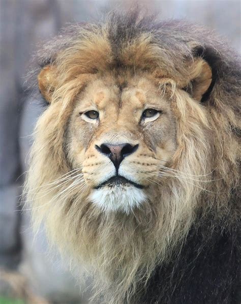 Majestic Lion Photograph By Athena Mckinzie