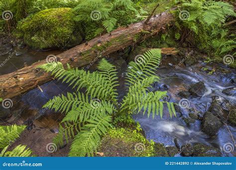 Beautiful Summer Nature Landscape View Small Stream In Green Forest