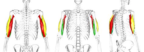 Triceps Brachii Muscle Yoga Anatomy