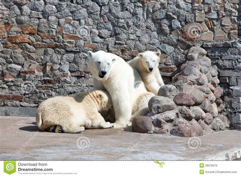 Three Polar Bears In A Zoo Stock Photo Image Of Female 28518470