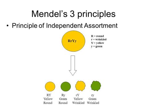 Law Of Independent Assortment Animation