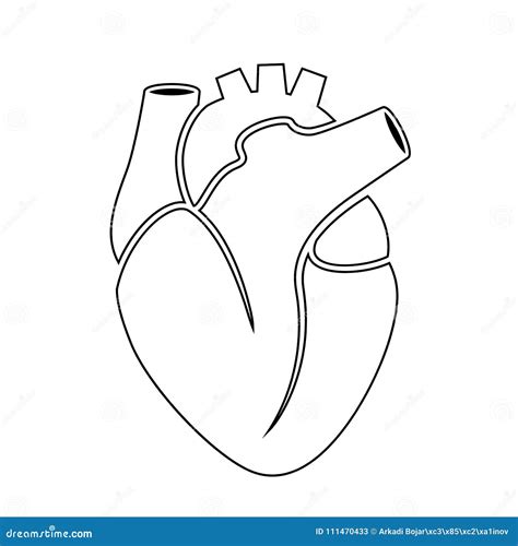 Outline Vector Icon Of Human Heart Stock Vector Illustration Of