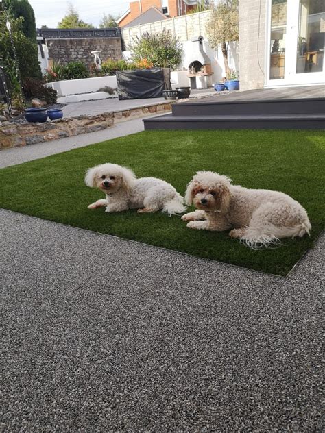 Artificial Grass For Dogs And Pets Torquay Exeter And Plymouth Easigrass