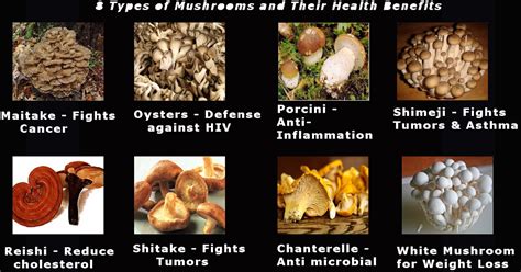 8 Types Of Mushrooms And Its Benefits Yummy And Healthy Food