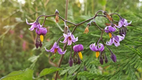An interactive flower identification tool. Is this deadly nightshade? (Washington State, USDA zone 8 ...
