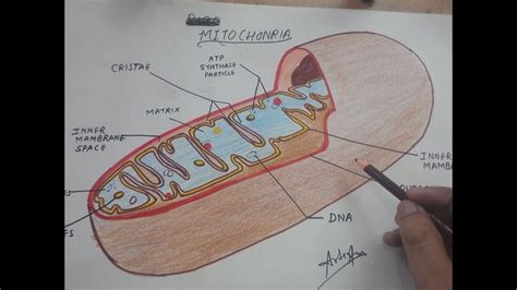 draw a neat labelled diagram of mitochondria