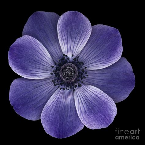 Purple Poppy Photograph By Oscar Gutierrez Fine Art America