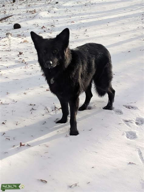 People loved german shepherds for their loyalty, intelligence, and courageous traits. Stud Dog - Long-haired Solid Black German Shepherd - Breed ...
