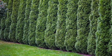 The Fastest Growing Evergreens In The Midwest Wallaces Garden Center