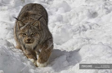 Lynx Walking In Snow In Yukon Canada — Snowy Wild Stock Photo