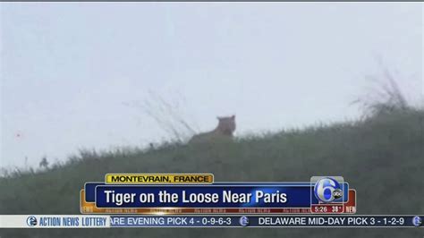 Video Tiger On The Loose Near Paris 6abc Philadelphia