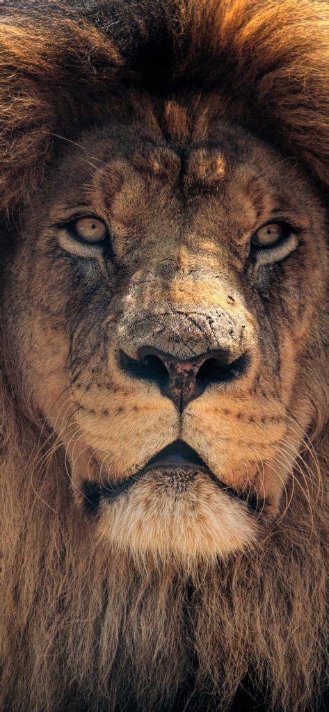 iPhone X Wallpaper Screensaver Background 004 Lion Ultra ...