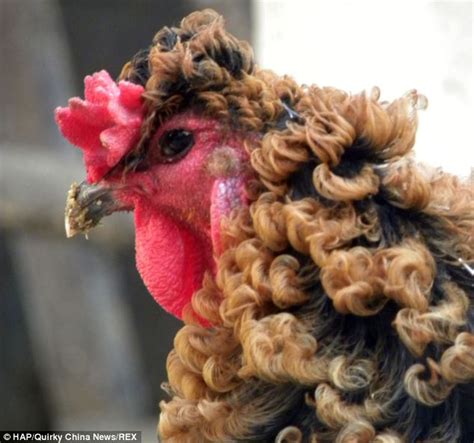 The Chinese Chicken That Looks Like It Has Had A Perm