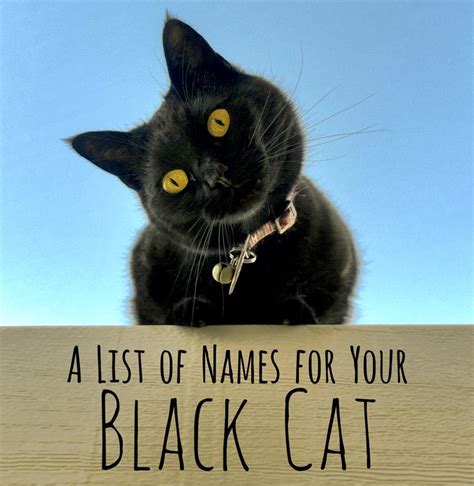 So how do you like a friend? 250+ Cool, Unique, and Creative Names for Your Black Cat ...