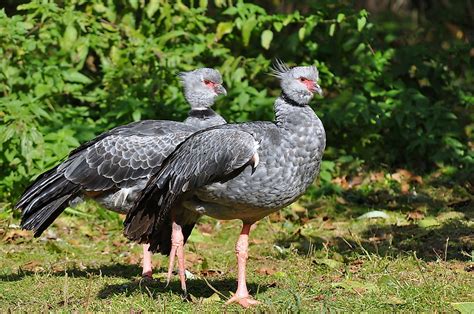 Native Birds Of Uruguay Worldatlas