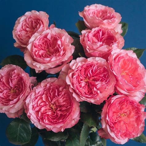 Meet Maryas Rose One Of Our Pink Garden Rose Varieties That Is