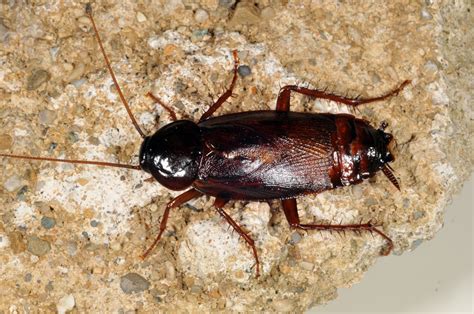 Cockroach Pictures Identification