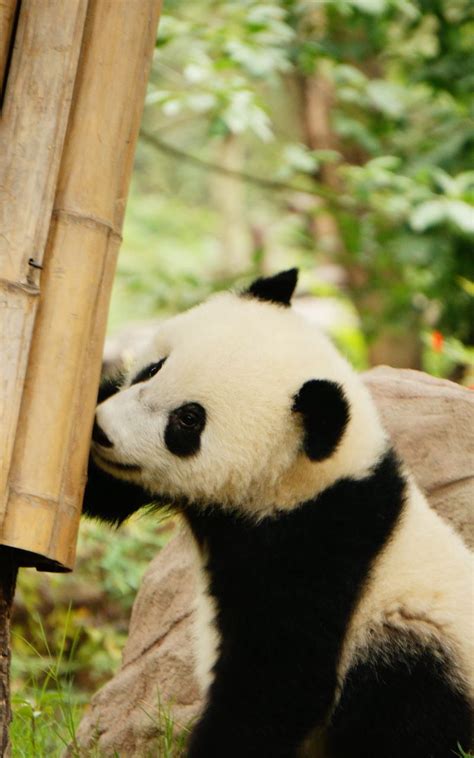 Download Wallpaper 800x1280 Panda Bamboo Wildlife Animal Samsung