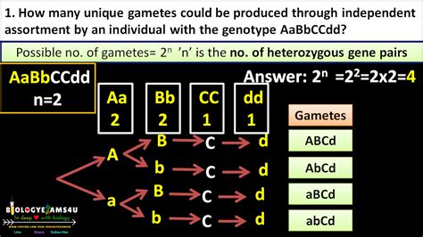 How To Calculate The Number Of Different Possible Gametes Produced By