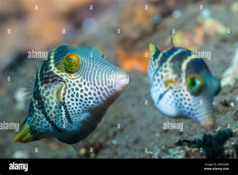 Puffer Fish High Resolution Stock Photography And Images Alamy