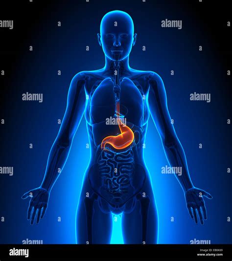 Stomach Female Organs Human Anatomy Stock Photo Alamy