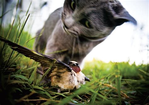 Cat Owners Turn A Blind Eye To Pets Violence Audubon
