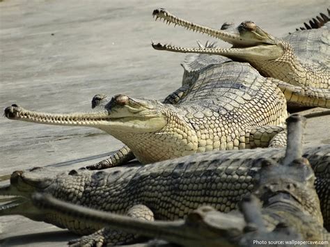 Interesting Facts About Gharials Just Fun Facts