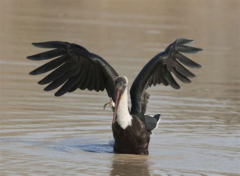 Woollynecked Stork With Tadpole Catch Lower Sabie Knp S Flickr