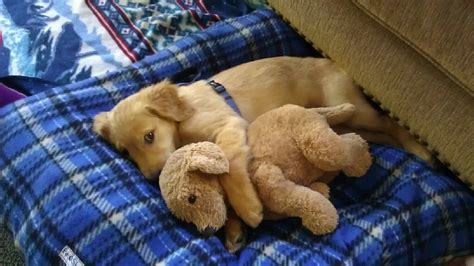 35 Puppies Cuddling With Their Pets During Nap Time
