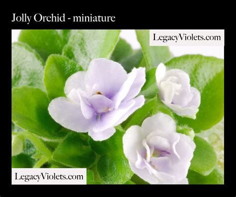Propagate Violets Miniature And Semi Miniature African Violets